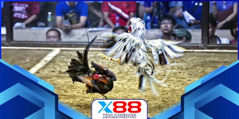 Đá Gà Cựa Sắt Hôm Nay Sôi Động Đỉnh Cao Cùng X88 Bảng kèo biến động liên tục mỗi phút