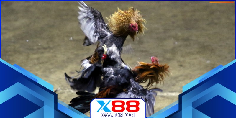 Đá Gà Cựa Sắt Hôm Nay Sôi Động Đỉnh Cao Cùng X88 Chiến kê ra đòn quyết liệt