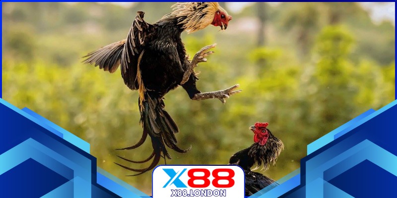 Xem Đá Gà Giải Siêu Nghẹt Thở Từng Giây Ở Nhà Cái X88 Khung cảnh sôi động khi xem đá gà giải