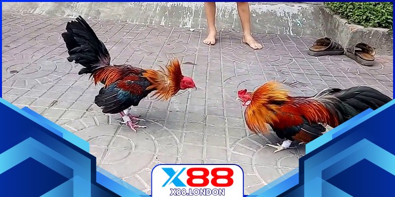 Xem Đá Gà Giải Siêu Nghẹt Thở Từng Giây Ở Nhà Cái X88 Người chơi quan sát kỹ chiến kê trước trận