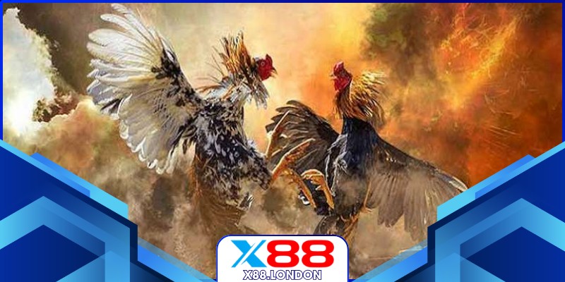 Đá Gà Cựa Sắt Hôm Nay Sôi Động Đỉnh Cao Cùng X88 Xem đá gà cựa sắt hôm nay trực tuyến sắc nét