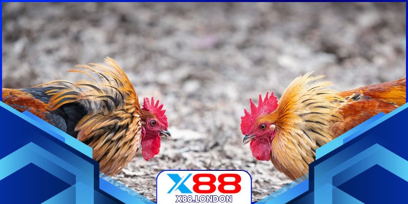 Xem Đá Gà Giải Siêu Nghẹt Thở Từng Giây Ở Nhà Cái X88 Chiến kê tung cựa trong trận đấu cực đã mắt